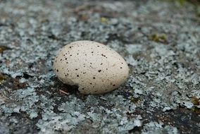 Egg of the bird