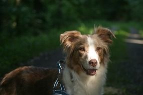 red merle australian shepherd