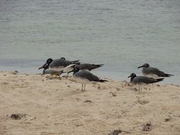 Birds on Sand Beach