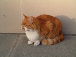 red purebred cat is sitting