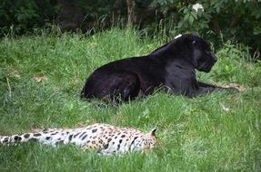 black panther and leopard lie on the field