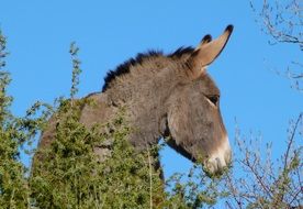 gray donkey in the grass