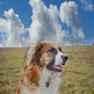 picture of the dog with clouds drawing