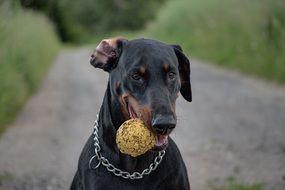 Doberman with a ball in his mouth