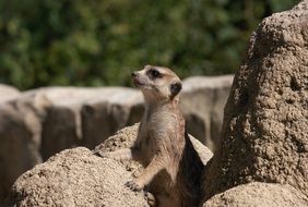 sweet Meerkat in Zoo portrait