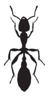Ant Insect drawing