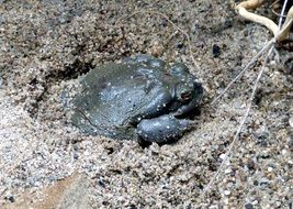 bullfrog hiding in the sand in a terrarium