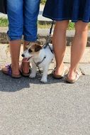 Dog in Legs