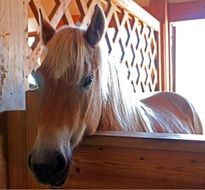 well-groomed young horse