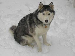 Snow Husky