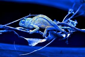 reptile in blue bright light