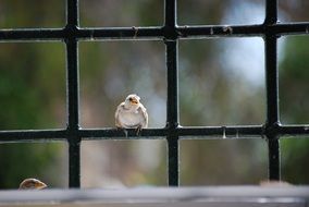 little bird sits on a metal grate