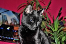 stunningly beautiful Black mieze Cat