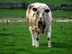 farm cattle outdoor