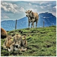 animals on a mountain pasture
