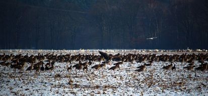 flock of wild geese in late autumn