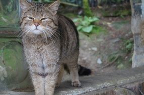 domestic cat stands on the ground in the yard