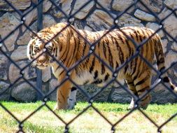 striped predatory tiger in a cage