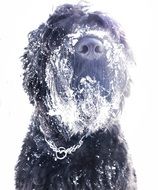Cute and beautiful black Russian terrier in the snow in winter