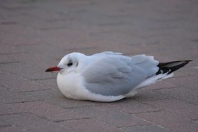 Wild seagull on asphalt