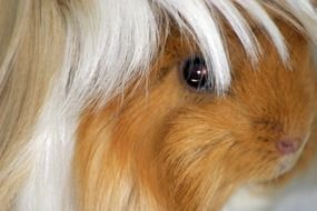 brown guinea pig close up