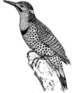 black and white drawing of a spotted bird on a branch