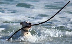 white dog in the water playing with cable