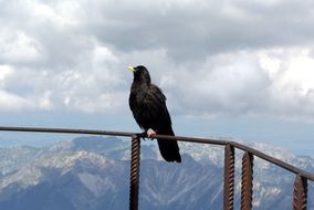 attractive Raven Bird