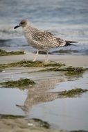 spotted bird by the sea