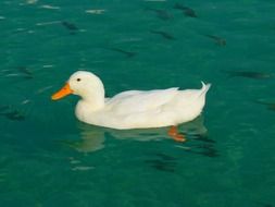 white dog in turquoise water