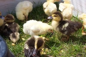 Chickens and ducklings on grass