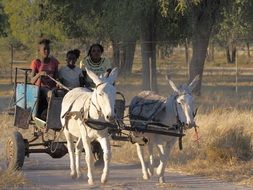 donkeys with cart on the road in africa