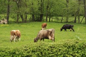 cattle graze on a farm pasture