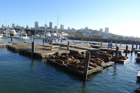 sea lions on the pier in san francisco