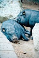 two attractive Pot-bellied Pigs