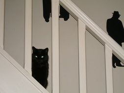 Black Cat looking from staircase