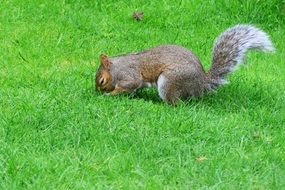 Grey squirrel on meadow