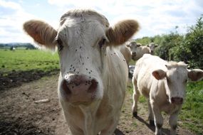 white cows on soil road