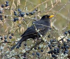 blackbird sitting on a branch with berries close-up on blurred background