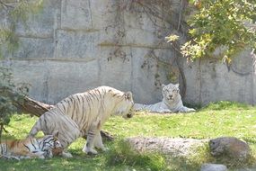 White Tigers