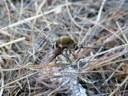 Bubmlebee on the grass