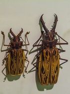 Beetle in museum