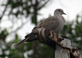 perched eurasian collared dove