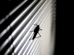 Grasshopper as a Silhouette