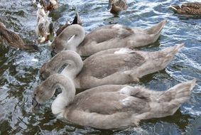 A lot of swans swim in the pond