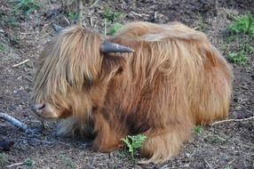 long-haired horned animal