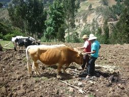 people near the cows, peru