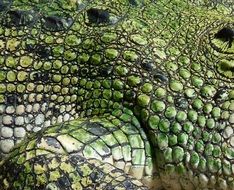 green crocodile skin