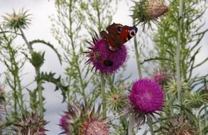 attractive Thistle