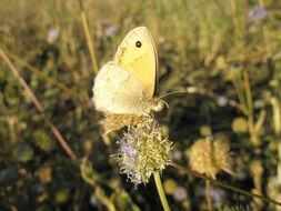 yellow butterfly on a flower